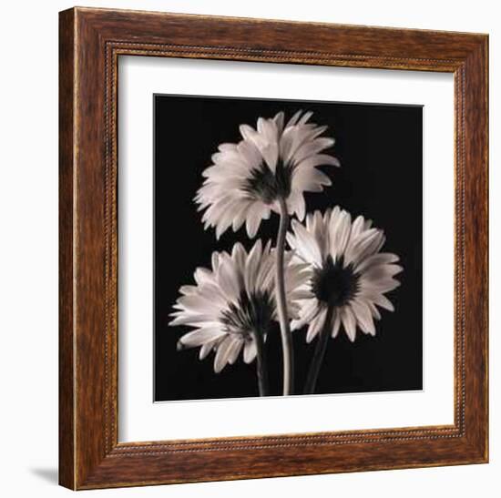 Gerber Daisies II-Michael Harrison-Framed Art Print