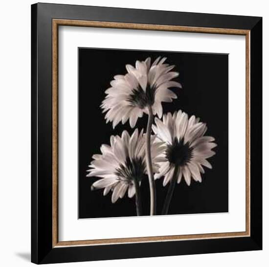 Gerber Daisies II-Michael Harrison-Framed Art Print