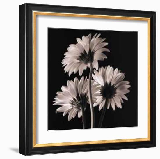 Gerber Daisies II-Michael Harrison-Framed Art Print