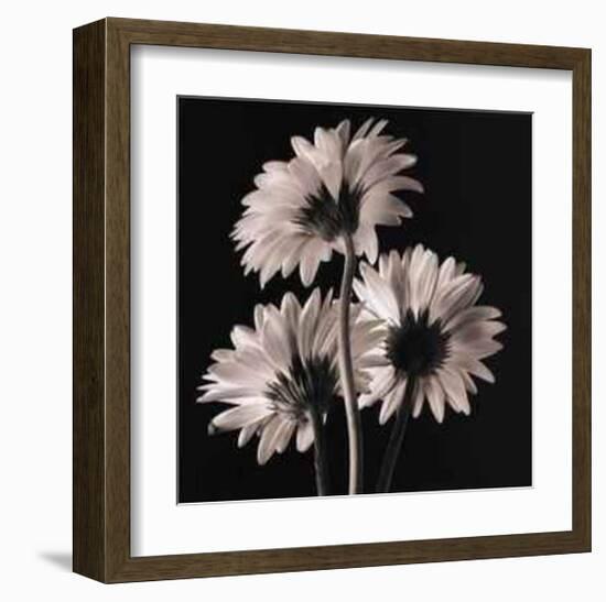 Gerber Daisies II-Michael Harrison-Framed Art Print