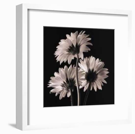 Gerber Daisies II-Michael Harrison-Framed Art Print