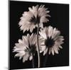 Gerber Daisies II-Michael Harrison-Mounted Art Print