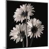 Gerber Daisies II-Michael Harrison-Mounted Giclee Print