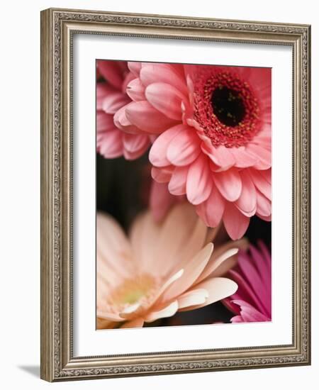 Gerber daisies-Angela Drury-Framed Photographic Print