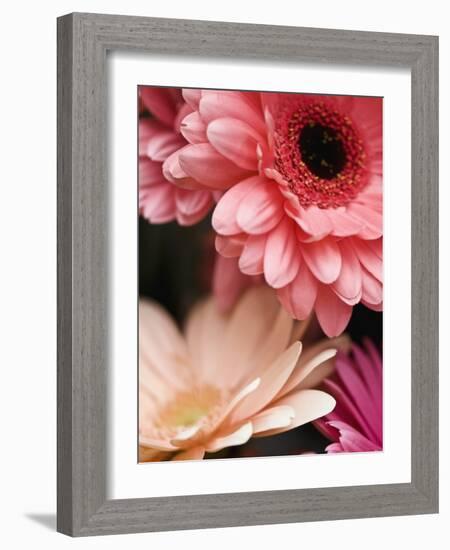 Gerber daisies-Angela Drury-Framed Photographic Print