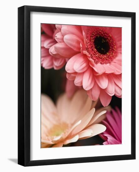 Gerber daisies-Angela Drury-Framed Photographic Print