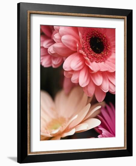 Gerber daisies-Angela Drury-Framed Photographic Print