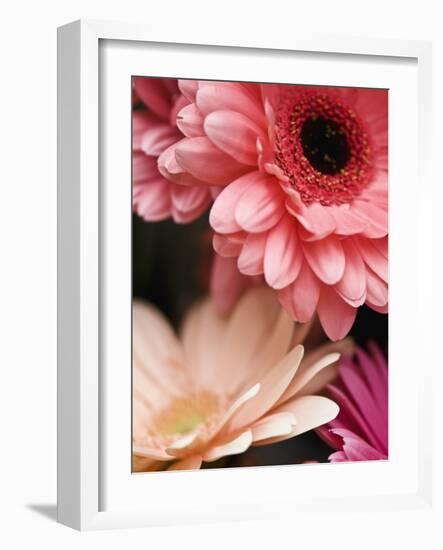 Gerber daisies-Angela Drury-Framed Photographic Print