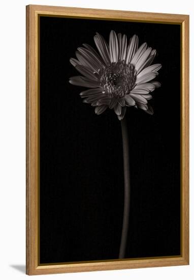 Gerber Daisy Copy-Lori Hutchison-Framed Premier Image Canvas