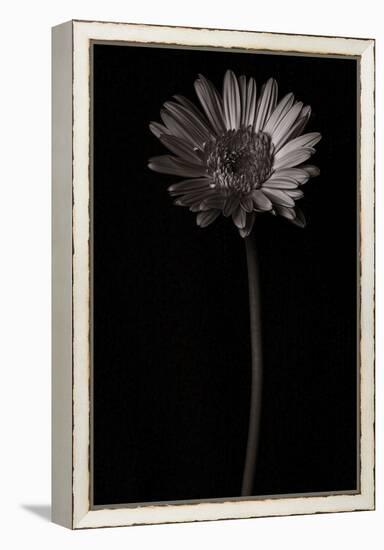 Gerber Daisy Copy-Lori Hutchison-Framed Premier Image Canvas