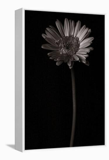 Gerber Daisy Copy-Lori Hutchison-Framed Premier Image Canvas