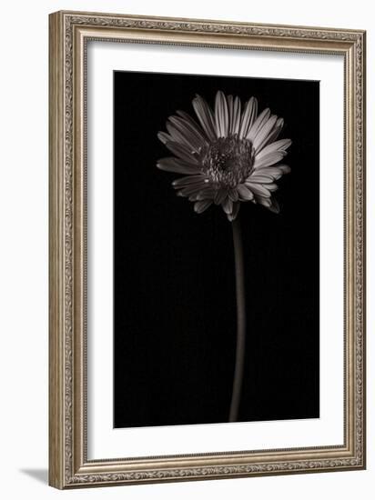 Gerber Daisy Copy-Lori Hutchison-Framed Photographic Print