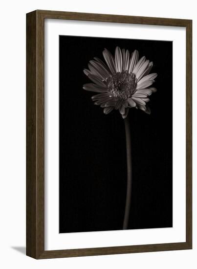 Gerber Daisy Copy-Lori Hutchison-Framed Photographic Print