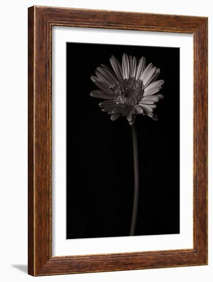 Gerber Daisy Copy-Lori Hutchison-Framed Photographic Print