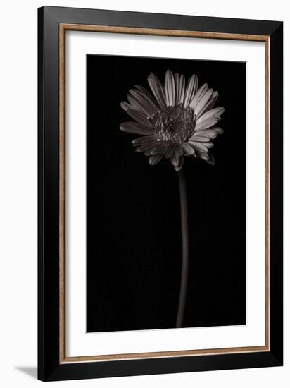 Gerber Daisy Copy-Lori Hutchison-Framed Photographic Print