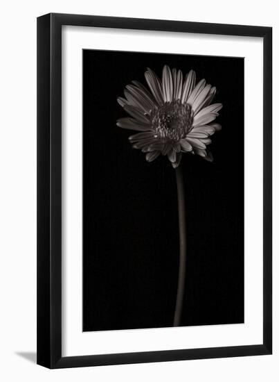 Gerber Daisy Copy-Lori Hutchison-Framed Photographic Print