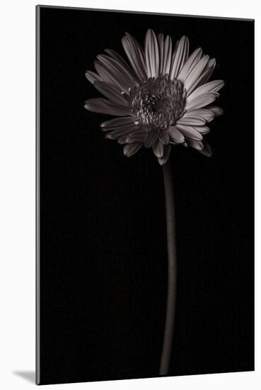 Gerber Daisy Copy-Lori Hutchison-Mounted Photographic Print