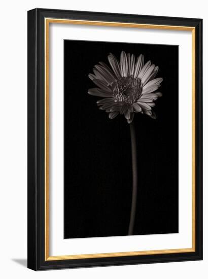 Gerber Daisy Copy-Lori Hutchison-Framed Photographic Print