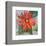 Gerber Daisy-null-Framed Art Print