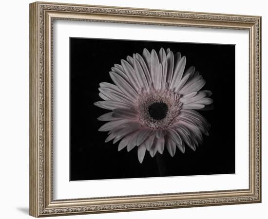 Gerber Daisy-Lori Hutchison-Framed Photographic Print