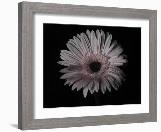 Gerber Daisy-Lori Hutchison-Framed Photographic Print