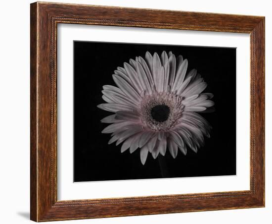 Gerber Daisy-Lori Hutchison-Framed Photographic Print