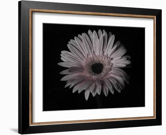 Gerber Daisy-Lori Hutchison-Framed Photographic Print