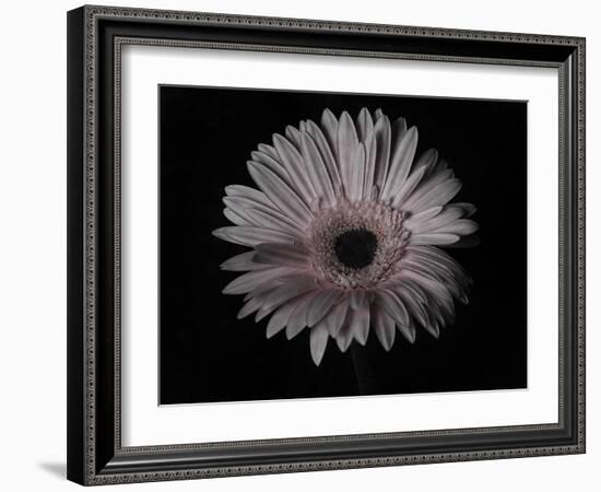 Gerber Daisy-Lori Hutchison-Framed Photographic Print