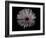 Gerber Daisy-Lori Hutchison-Framed Photographic Print