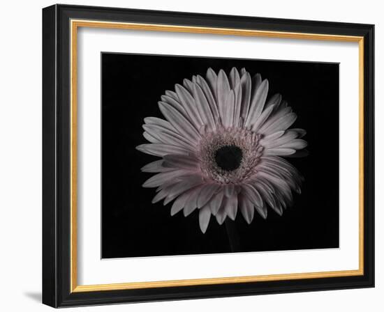 Gerber Daisy-Lori Hutchison-Framed Photographic Print