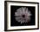 Gerber Daisy-Lori Hutchison-Framed Photographic Print