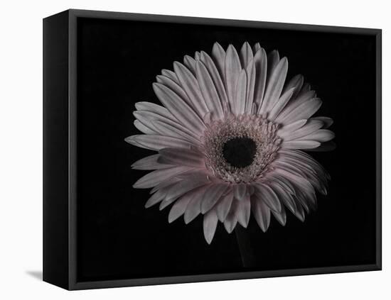 Gerber Daisy-Lori Hutchison-Framed Premier Image Canvas