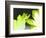 Gerber Time Green I-Herb Dickinson-Framed Photographic Print