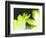 Gerber Time Green I-Herb Dickinson-Framed Photographic Print