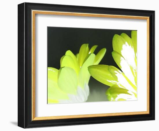 Gerber Time Green I-Herb Dickinson-Framed Photographic Print