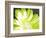 Gerber Time Green II-Herb Dickinson-Framed Photographic Print