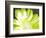 Gerber Time Green II-Herb Dickinson-Framed Photographic Print