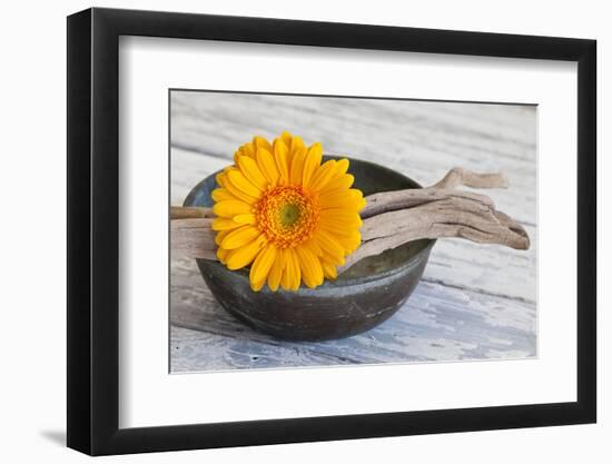 Gerbera Blossom, Driftwood, Shell-Andrea Haase-Framed Photographic Print