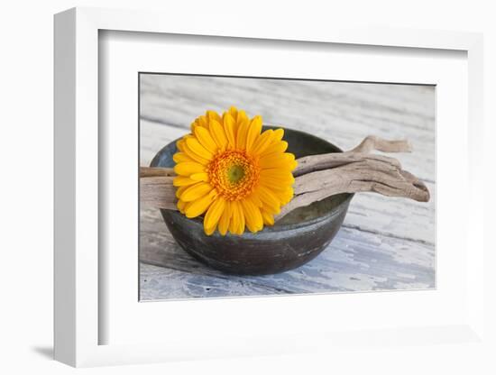 Gerbera Blossom, Driftwood, Shell-Andrea Haase-Framed Photographic Print