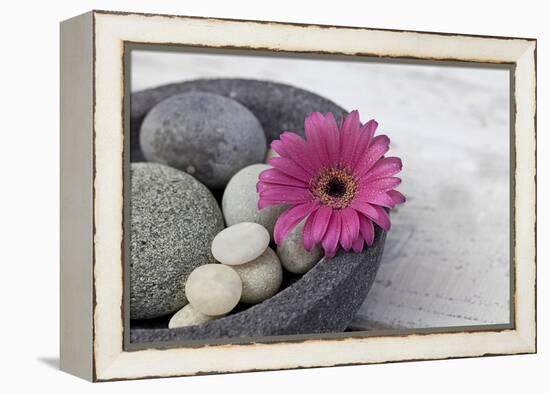 Gerbera Blossom, Shell, Stones-Andrea Haase-Framed Premier Image Canvas