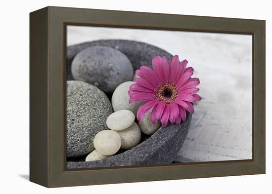 Gerbera Blossom, Shell, Stones-Andrea Haase-Framed Premier Image Canvas