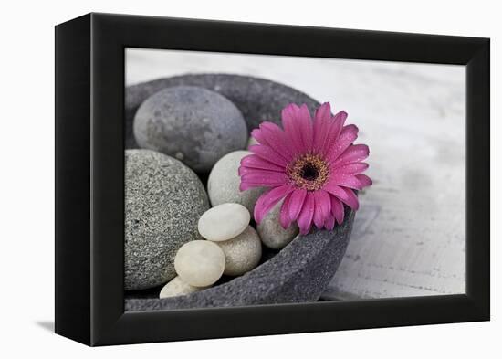 Gerbera Blossom, Shell, Stones-Andrea Haase-Framed Premier Image Canvas