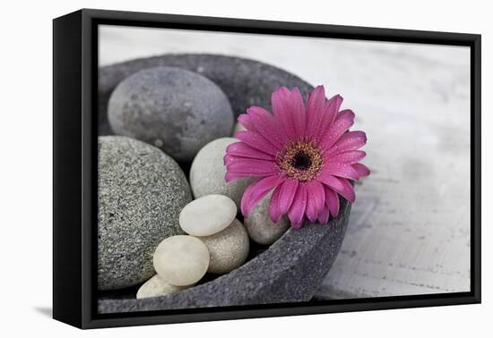 Gerbera Blossom, Shell, Stones-Andrea Haase-Framed Premier Image Canvas