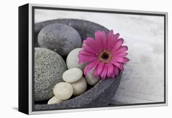 Gerbera Blossom, Shell, Stones-Andrea Haase-Framed Premier Image Canvas