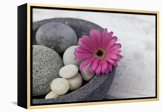 Gerbera Blossom, Shell, Stones-Andrea Haase-Framed Premier Image Canvas