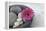 Gerbera Blossom, Shell, Stones-Andrea Haase-Framed Premier Image Canvas