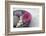 Gerbera Blossom, Shell, Stones-Andrea Haase-Framed Photographic Print