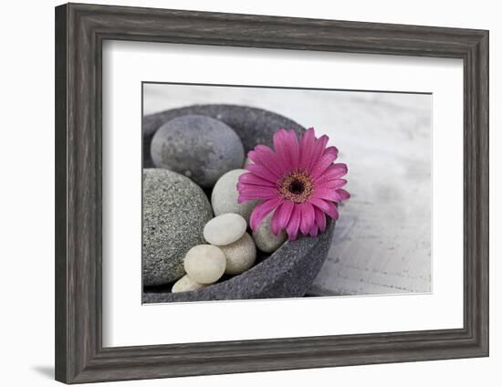 Gerbera Blossom, Shell, Stones-Andrea Haase-Framed Photographic Print