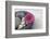 Gerbera Blossom, Shell, Stones-Andrea Haase-Framed Photographic Print