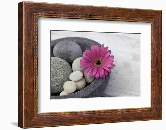 Gerbera Blossom, Shell, Stones-Andrea Haase-Framed Photographic Print